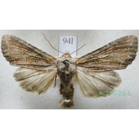 Lacanobia oleracea (Linnaeus, 1758) Piętnówka brukiewka Czech94l